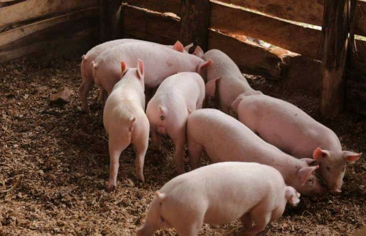 Cambraugh piglets F3 for sale