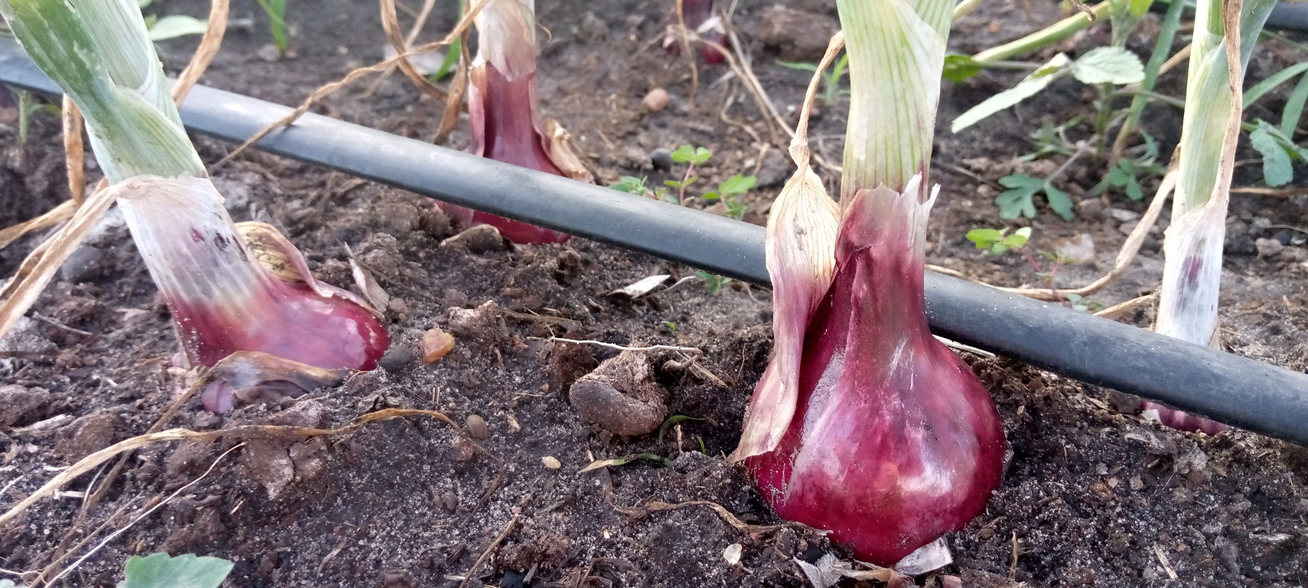 onion garden Kenya